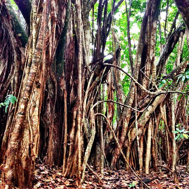 Massive Banyan Tree in West Maui, Hawaii