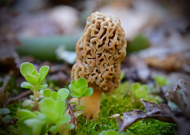Closeup of a Morel Mushroom