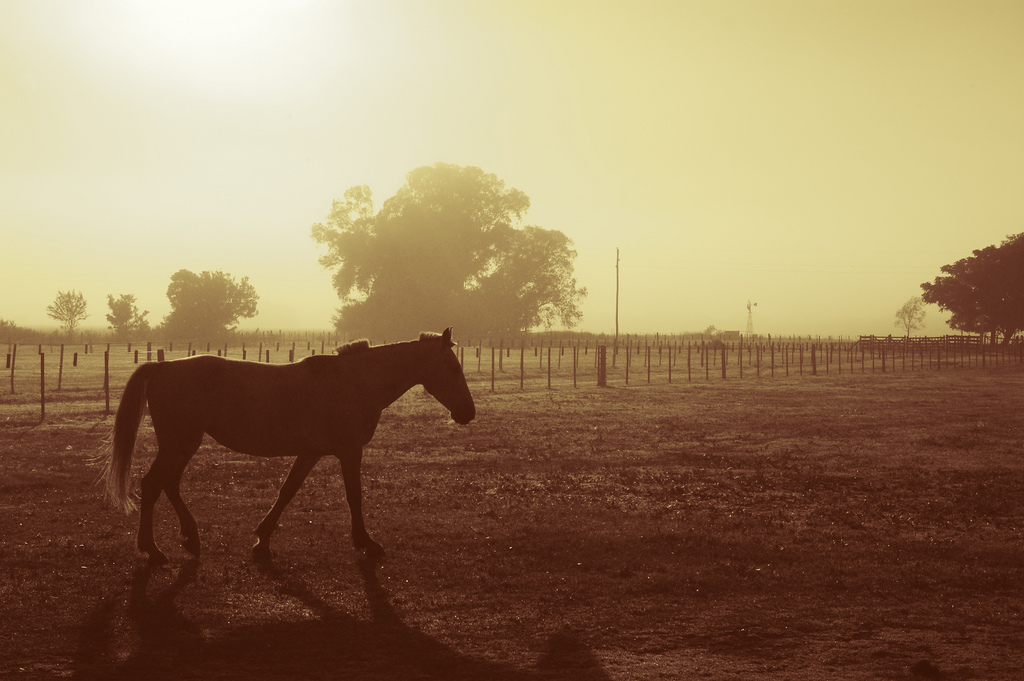 Horse in Morning Fog, Buenos Aires, Argentina