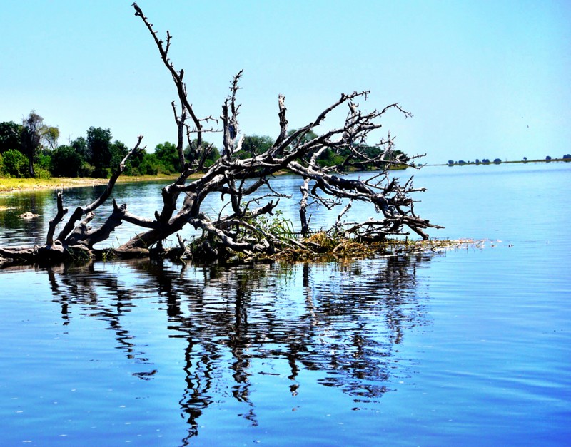 Natural decay along the Chobe River, Botswana