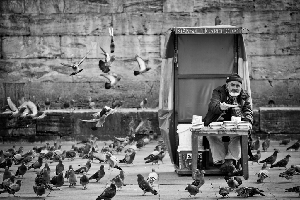 The Old Man and the Pigeons, Istanbul