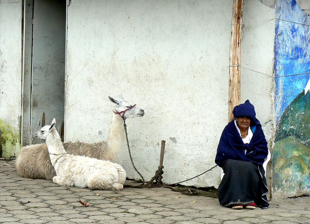 Old Woman with Alpacas in San Pablo, Ecuador