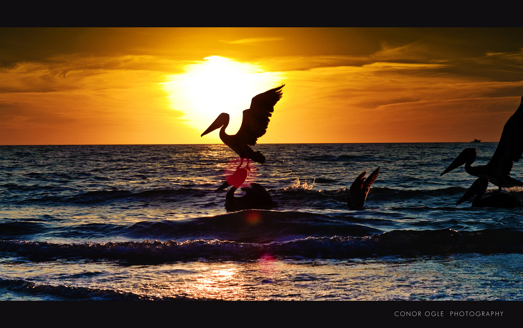 Pelican Diving for Dinner in Naples, Florida
