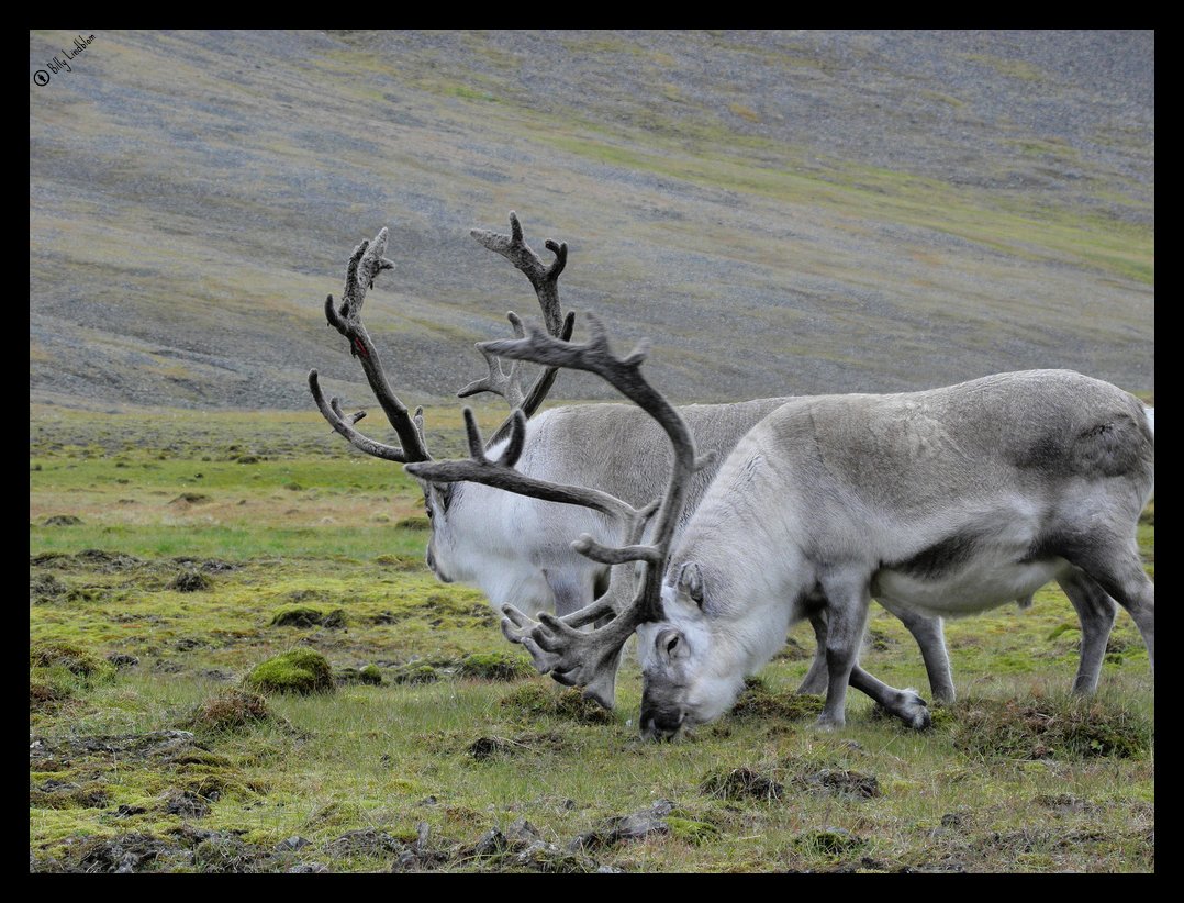 Two reindeer in Svalbard, Norway