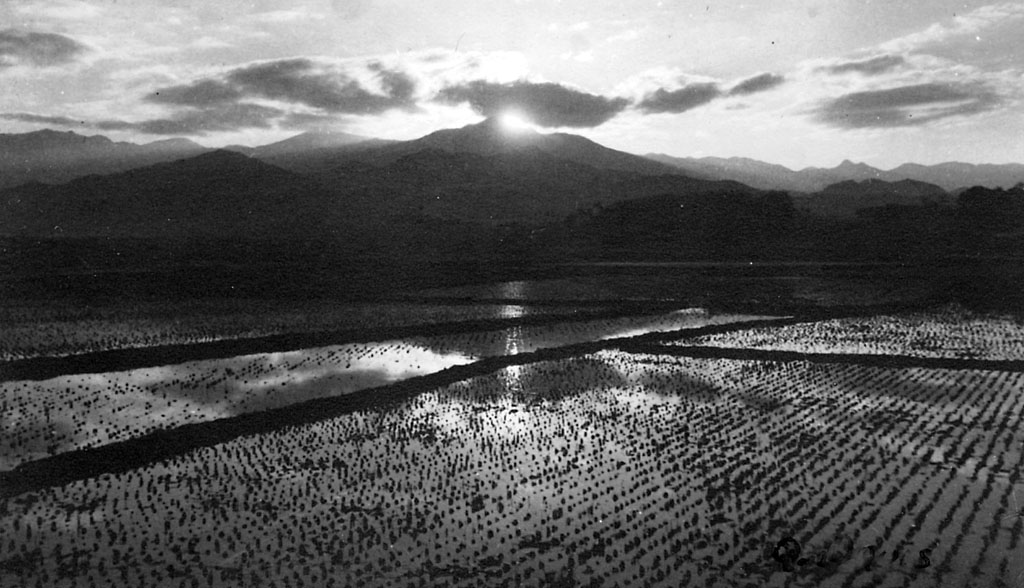 Rice paddies of Korea, 1945