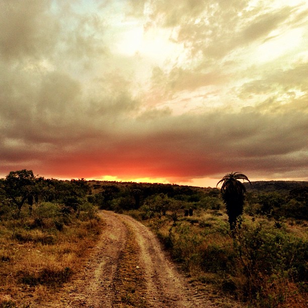 The Road to Hell, Mkhuze Game Reserve, South Africa