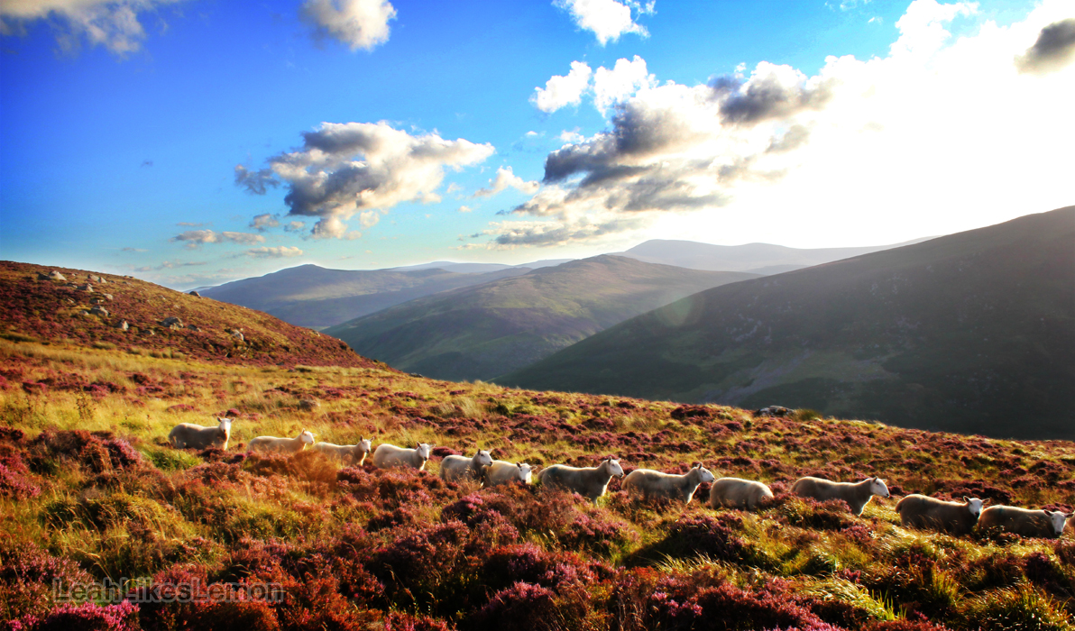 Row of sheep on a hillside in Ireland