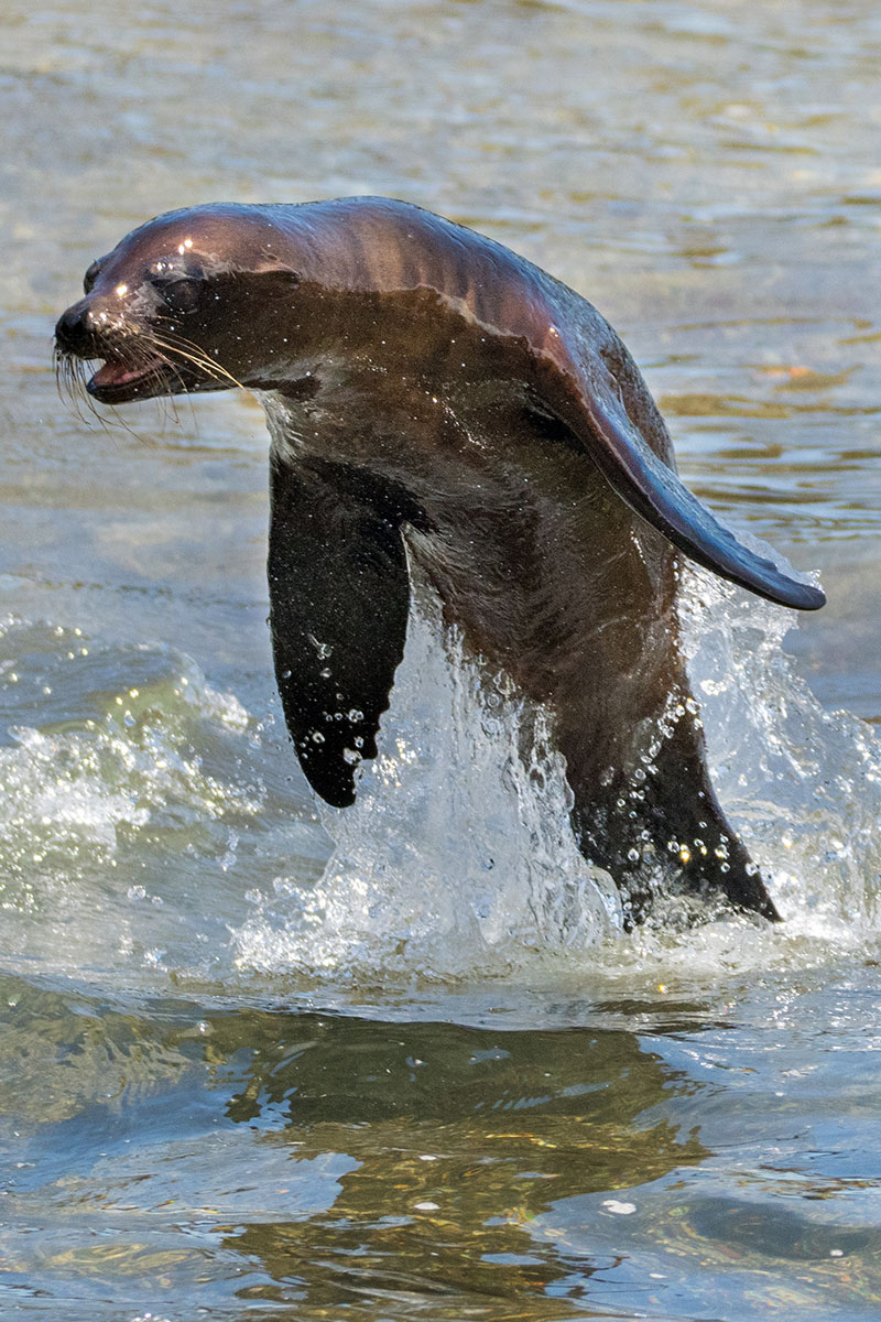 Sea Lion Jumping Out of the Water in Galapagos National Park, Ecuador