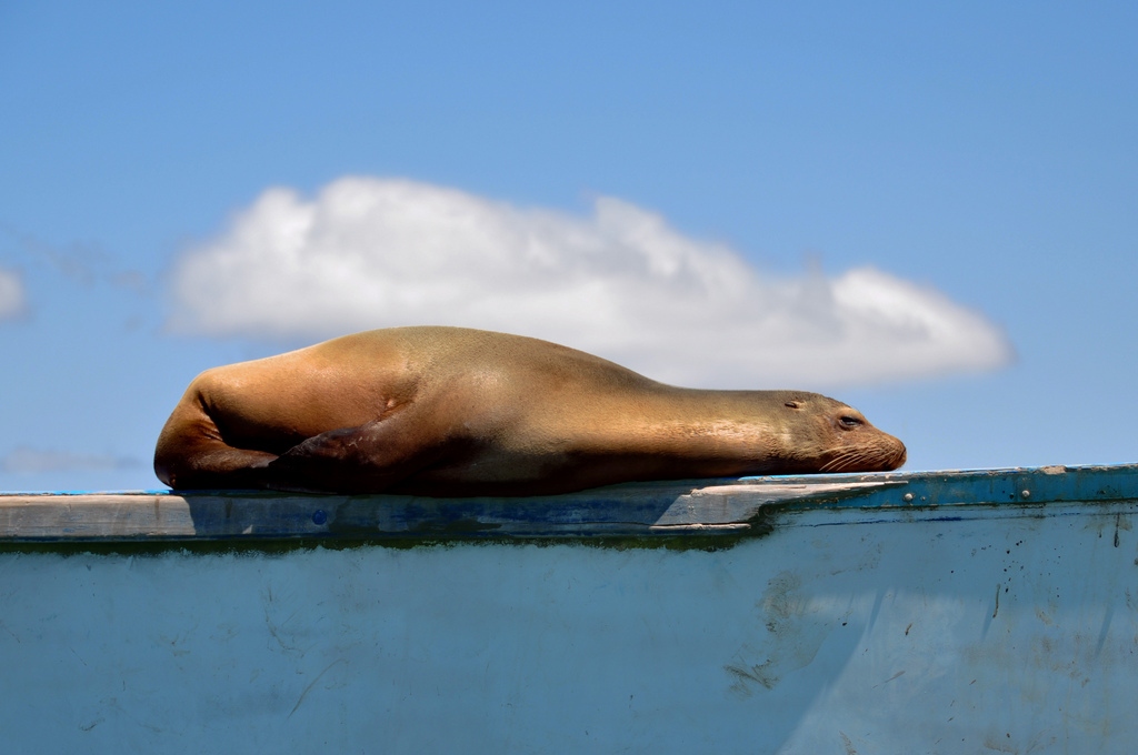 Seal resting on a wall in the Galapagos Islands, Ecuador