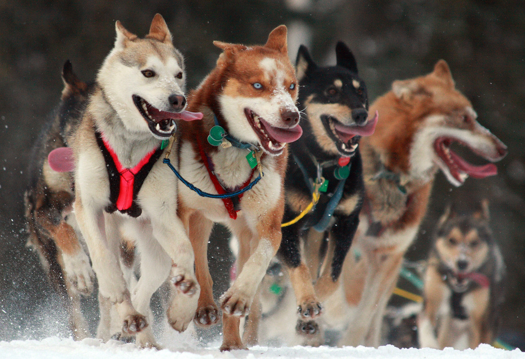 Determined, Iditarod sled dogs in Alaska