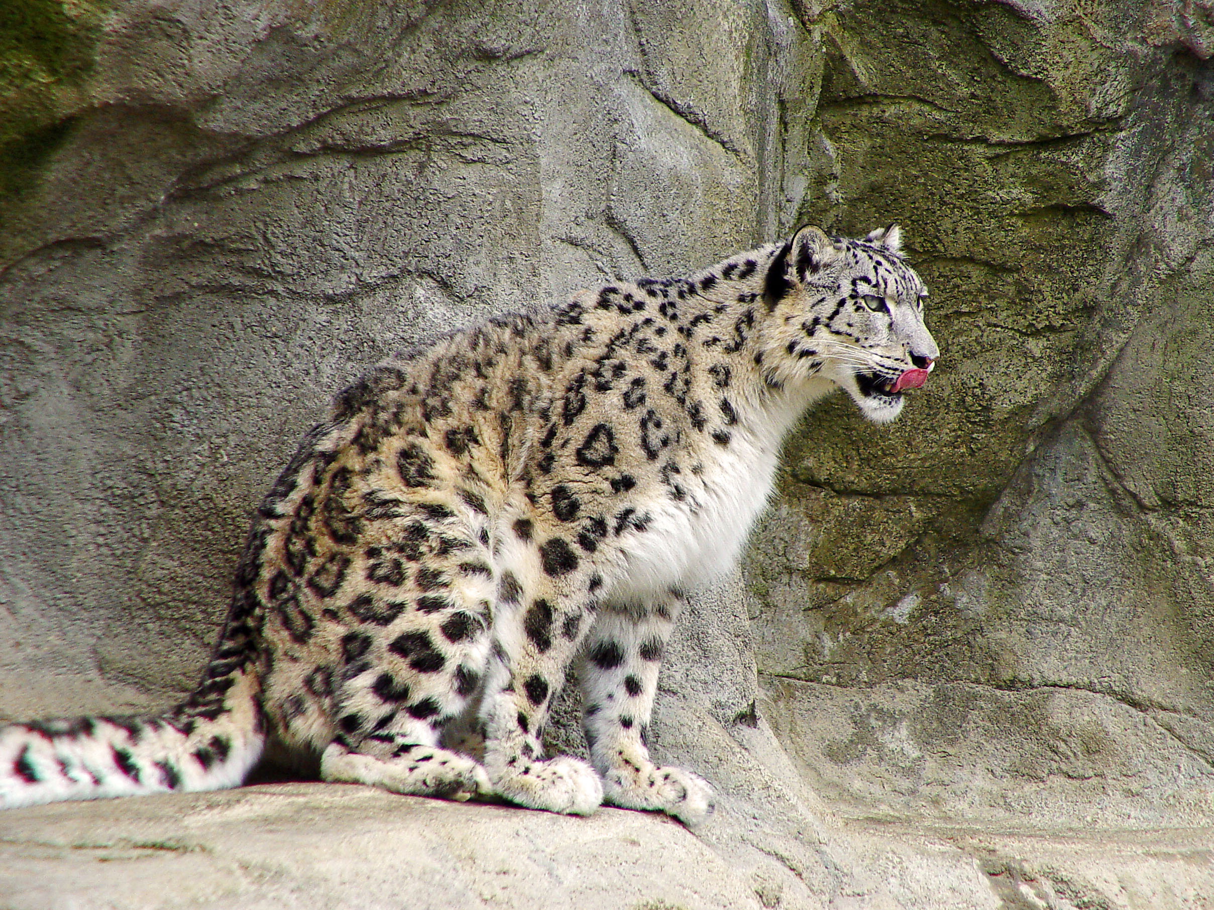 Snow Leopard at the Zurich Zoo