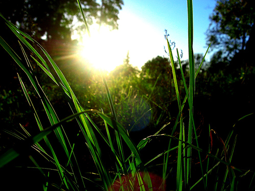 Green Grass in the Sun