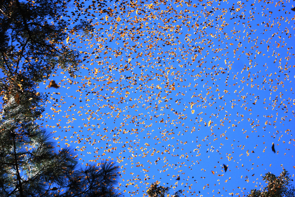 Large Swarm of Monarch Butterflies, El Rosario Sanctuary, MichoacÃ n-MÃ¨xico