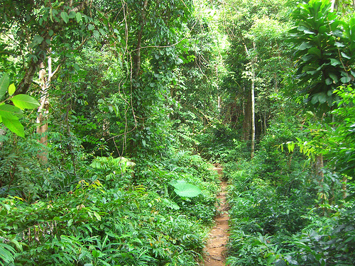 Jungle Path in Thailand