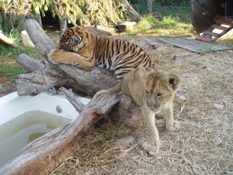 Tigers in Rehabilitation