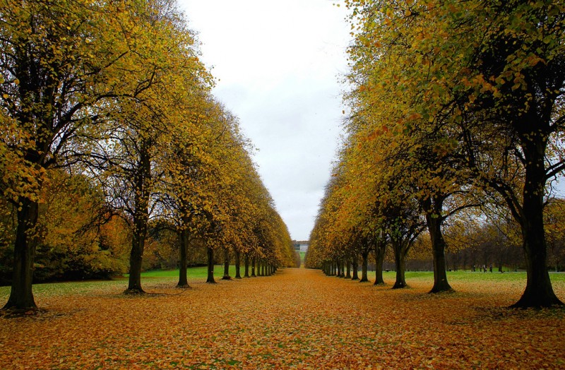 Photo of the Moment: Along the Tree Line, Belfast — Vagabondish