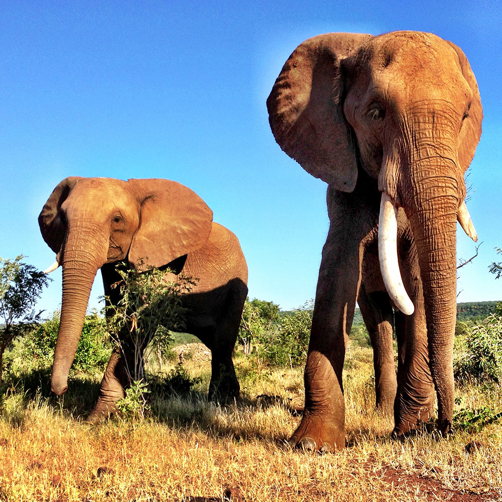 Walking with Elephants at The Stanley & Livingstone Private Game Reserve, Zimbabwe