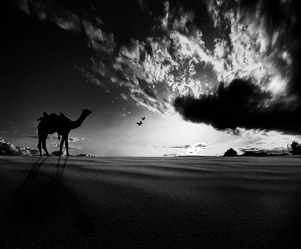 Wandering Camel