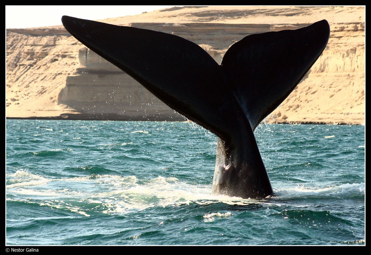 Large closeup of a diving whale's tail in Patagonia, Argentina