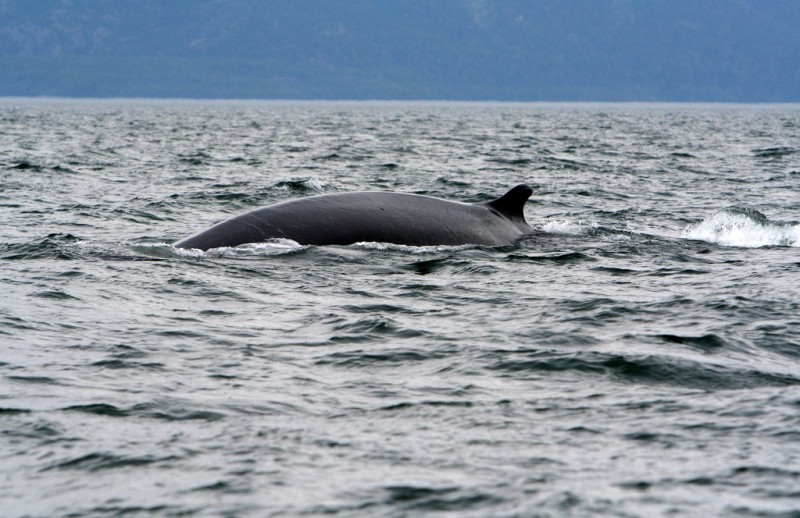 Whale Watching in Saguenay, Quebec