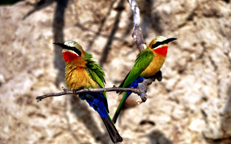 White-fronted bee-eaters along the Chobe River in Botswana, Africa