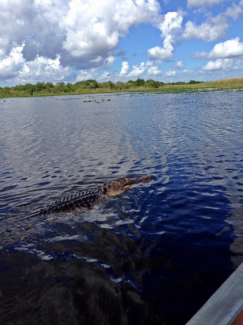 Wild Alligator in the Florida Everglades